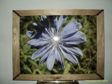 Tablou floare mov 1
