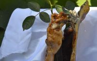 vaza rustica