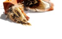 fly