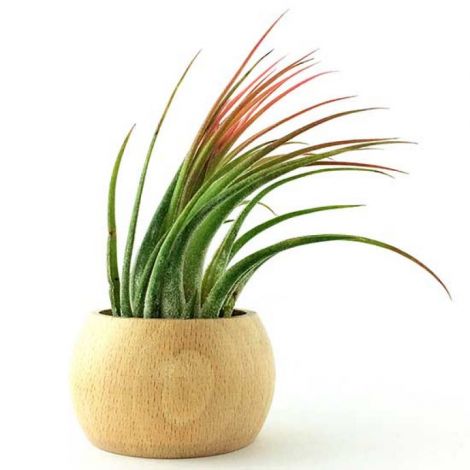 Suport lemn natur plante aeriene
