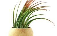 Suport lemn natur plante aeriene