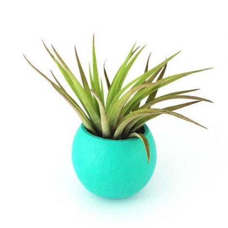 Cupa naturala mare verde menta cu plante aeriene