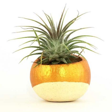 Cupa naturala mica aurie cu plante aeriene