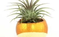 Cupa naturala mica aurie cu plante aeriene