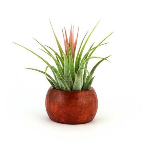 Suport lemn mahon cu plante aeriene