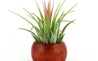 Suport lemn mahon cu plante aeriene