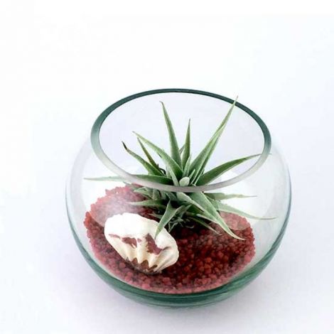 Bolul de sticla rotund mic plante aeriene