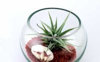 Bolul de sticla rotund mic plante aeriene