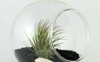Terariu glob de sticla plante aeriene