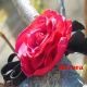 Brosa Rose