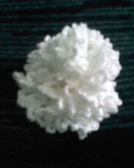 brosacocarda nunta - garofita alba