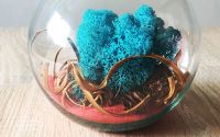 Licheni decorativi Blue Forest 