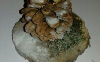 Decor iarna