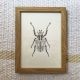 Ilustratie in tus - Carabus