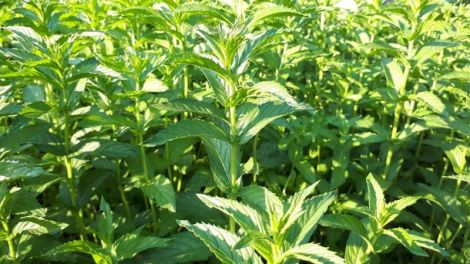 Apa florala de menta 100 ml