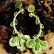 Cercei statement The green leaves season
