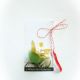 Stea aurie - brosa floare stea