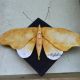 Moth