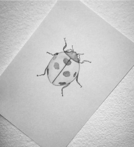 Ladybug