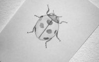 Ladybug
