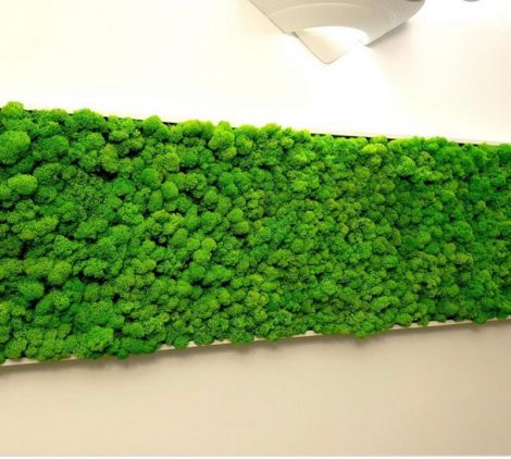 Tablou licheni Perete verde 