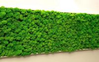 Tablou licheni Perete verde 