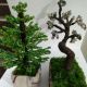bradut si copacel bonsai