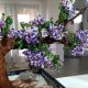 liliac bonsai