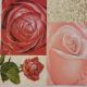 Squares Roses