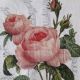 Two Peach Roses