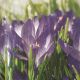 Crocuses