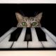 Tablou " Piano Cat" 