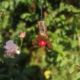 Red Dodder