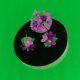Flori de liliac 