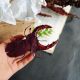 Brosa radasca burgundy