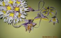Decoratiune origami