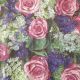 Fuchsia Roses