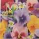 Pansies