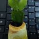 schlumbergera naturala 2 bucati pe colet
