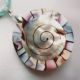Abalone Shell - Sidef -  Spirala