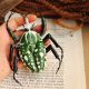 Brosa statement Mecynorhina polyphemus