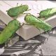 Brosa cicada verde
