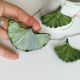 Set Ginkgo