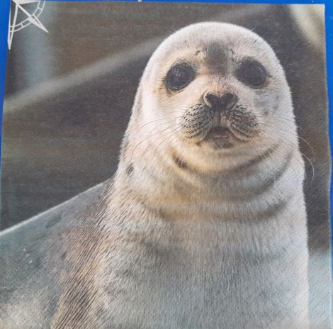 Servetel animale foca