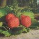 Servetel decorativ