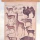 Poster mare cu animale salbatice din Africa