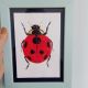 Ilustratii Bugs