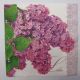 SFERT DE SERVETEL liliac mov
