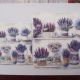 servetel intreg ANGLIA 25-25 cm lavanda 3