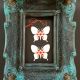 Martisor Fluturas albinos